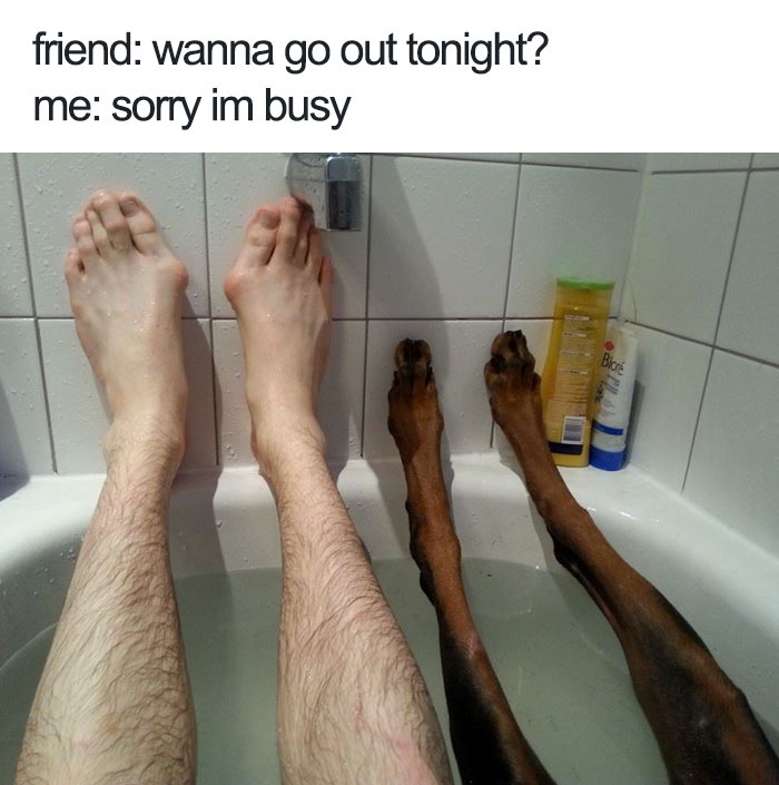 Spoiled-dogs-that-live-better-than-you