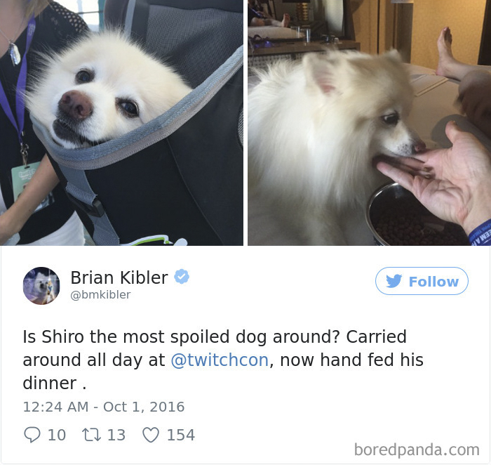 Spoiled-dogs-that-live-better-than-you