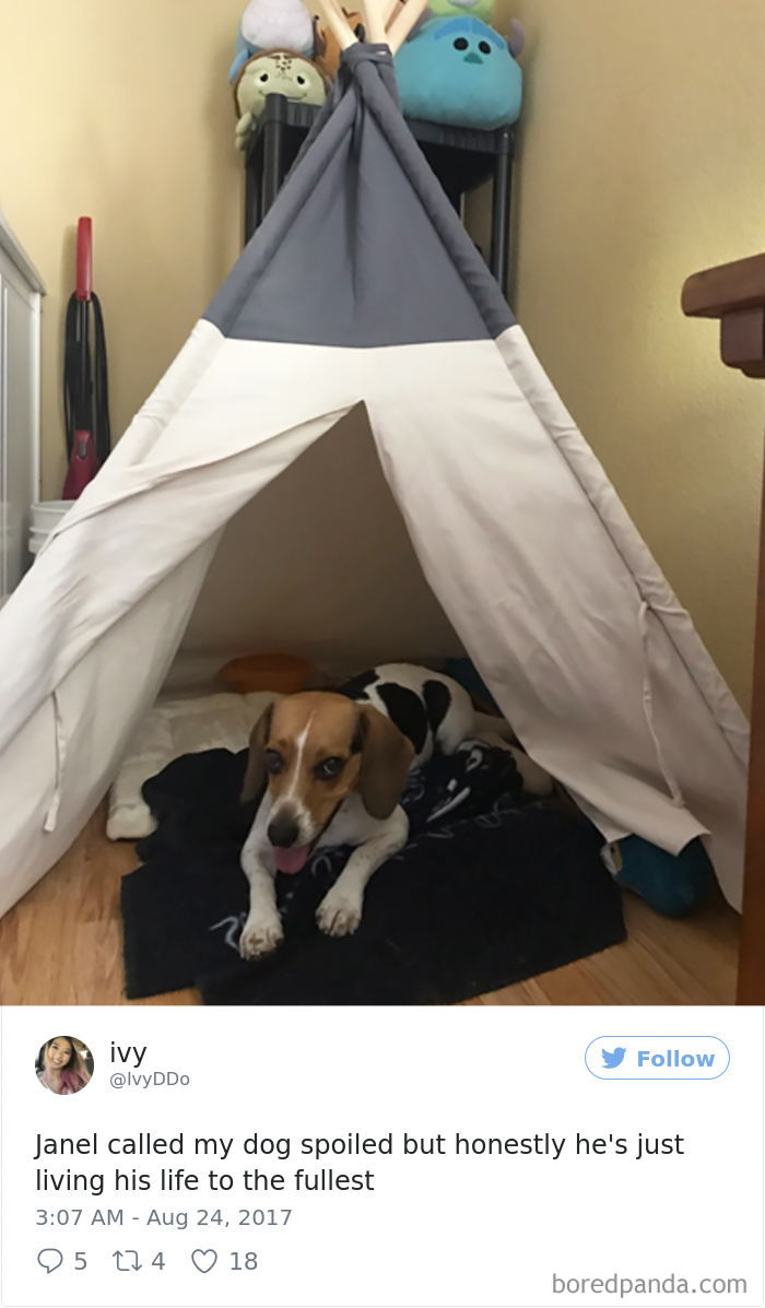 Spoiled-dogs-that-live-better-than-you