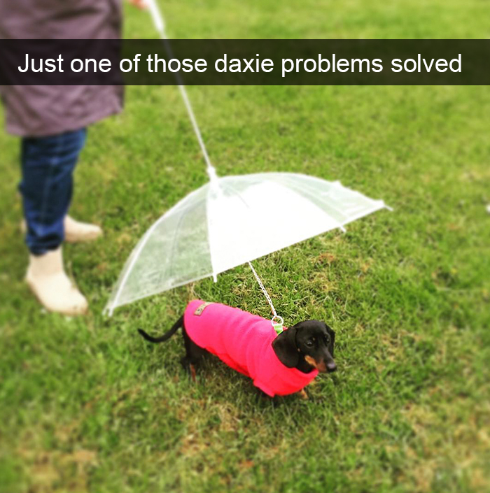 Spoiled-dogs-that-live-better-than-you