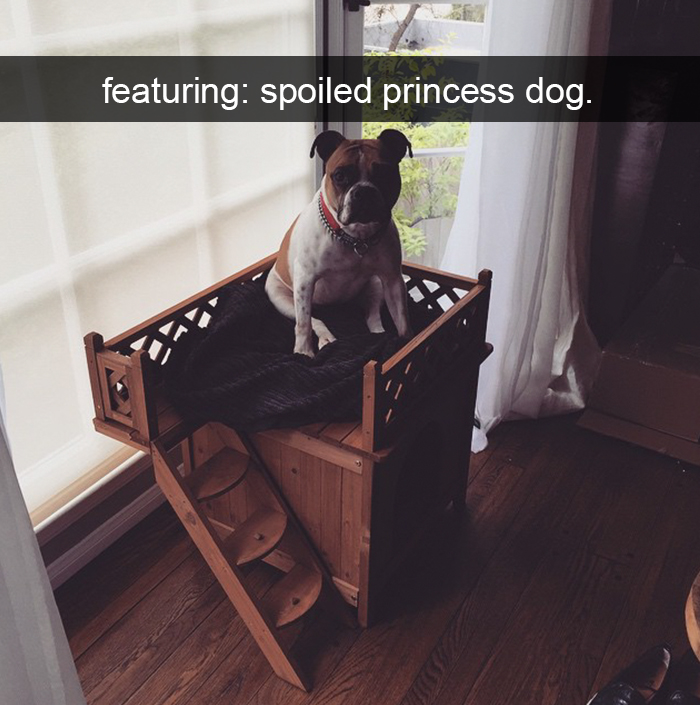 Spoiled-dogs-that-live-better-than-you