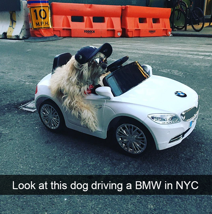 Spoiled-dogs-that-live-better-than-you