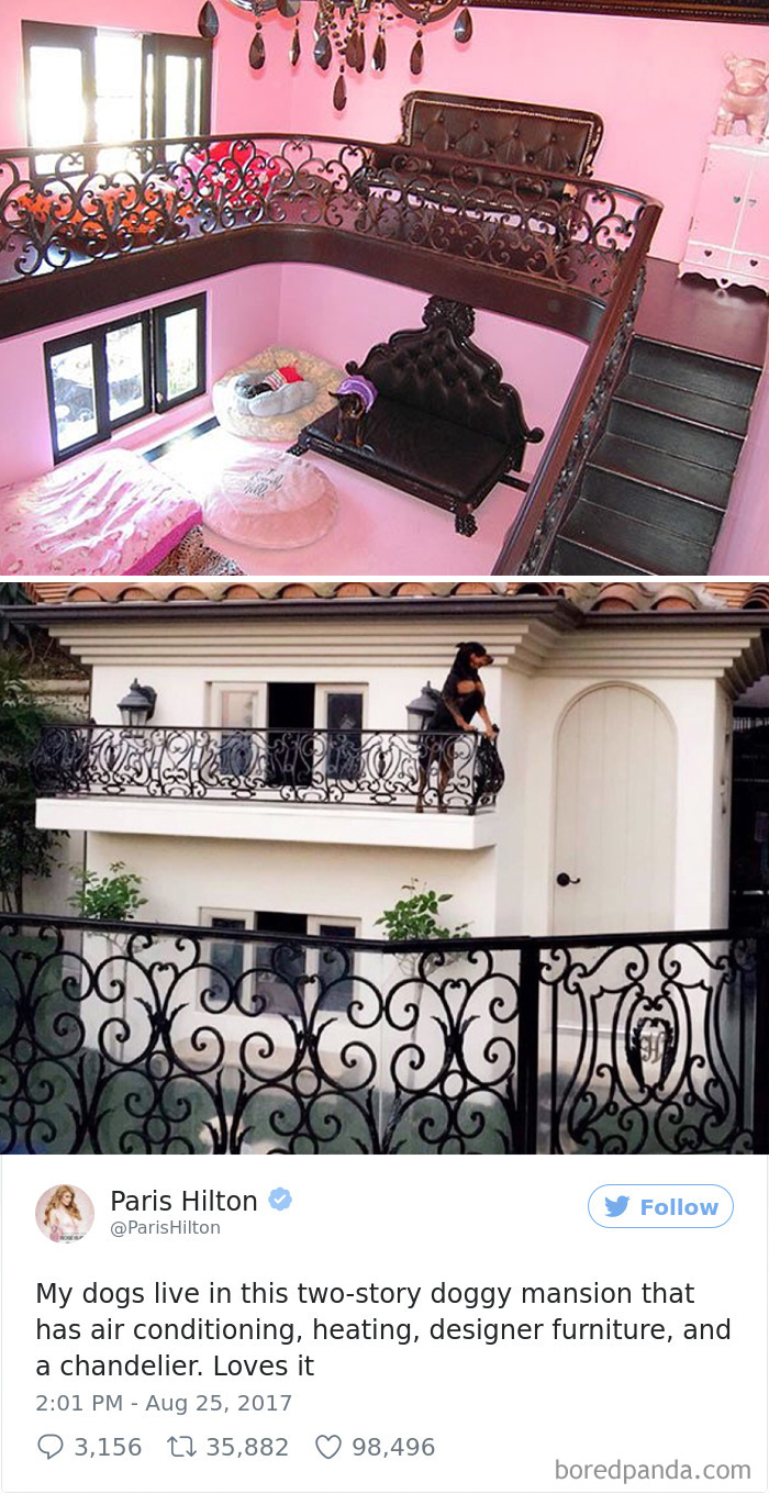 Spoiled-dogs-that-live-better-than-you