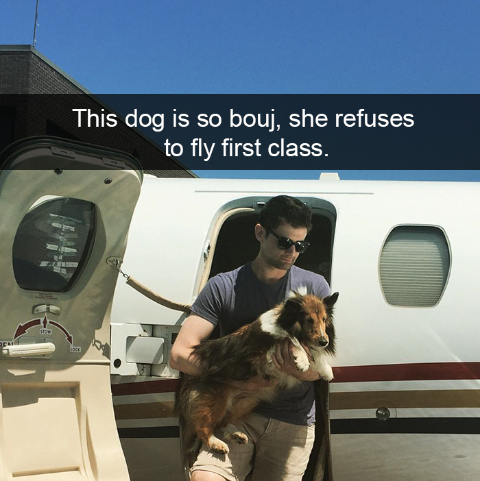 Spoiled-dogs-that-live-better-than-you