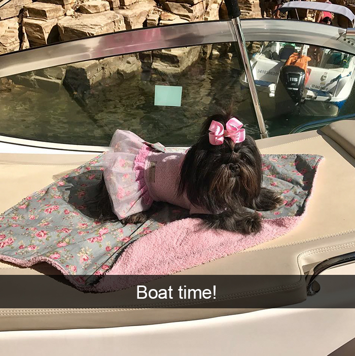 Spoiled-dogs-that-live-better-than-you