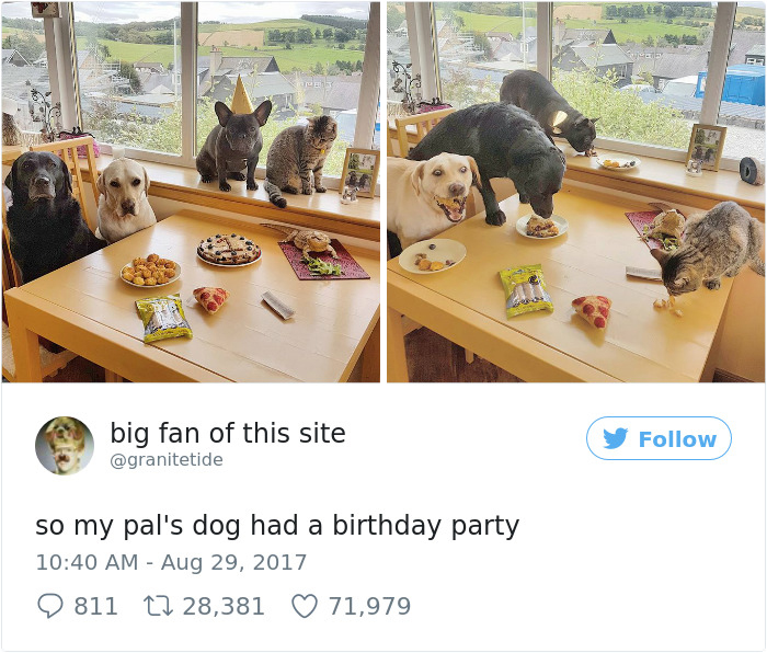 Spoiled-dogs-that-live-better-than-you