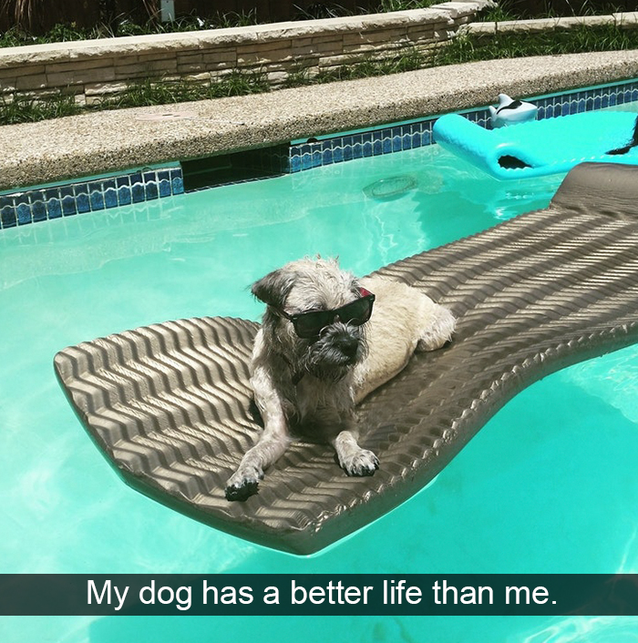 Spoiled-dogs-that-live-better-than-you