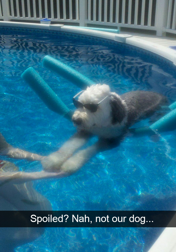 Spoiled-dogs-that-live-better-than-you