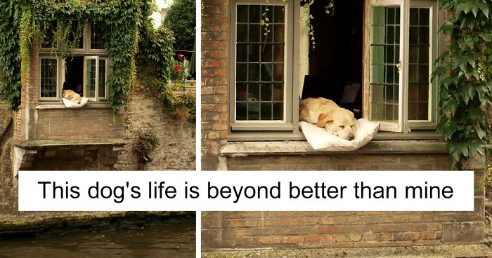 72 Spoiled Dogs That Live Better Than You Ever Will