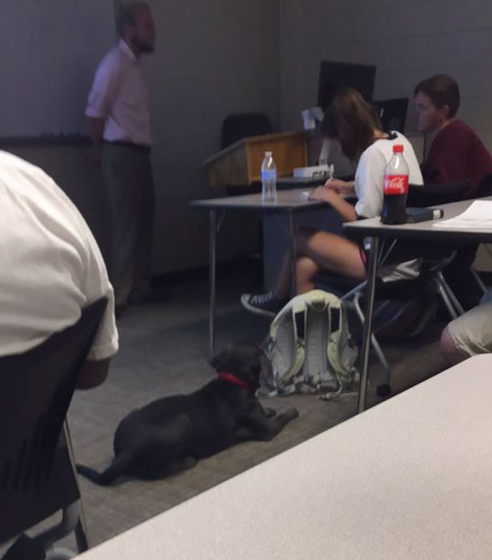 student-professor-dog-hurricane-irma-10 student-professor-dog-hurricane-irma-10