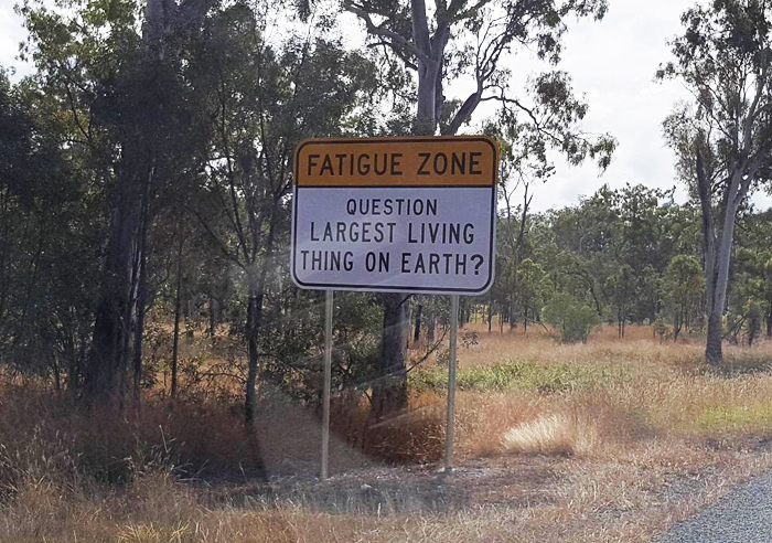 Australia Uses Trivia Signs To Keep Drivers Awake On Long And Boring Roads, And It's Genius Australia Uses Trivia Signs To Keep Drivers Awake On Long And Boring Roads, And It's Genius