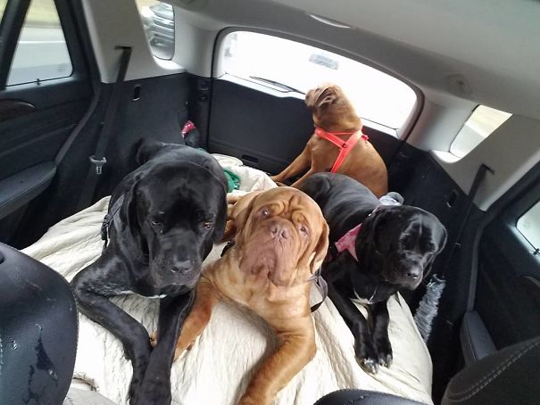 Our 4 Mastiffs After A Trip To The Vet. One Is Seriously Pissed She Got Her Temp Taken.