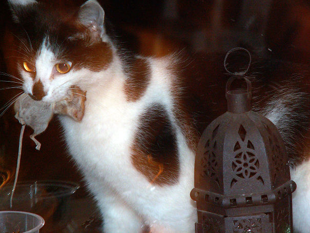 After A Night Out Vinny Likes To Bring Home Takeaway..yuk..