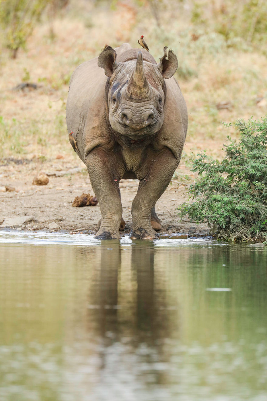 Wildlife-photography-robert-irwin