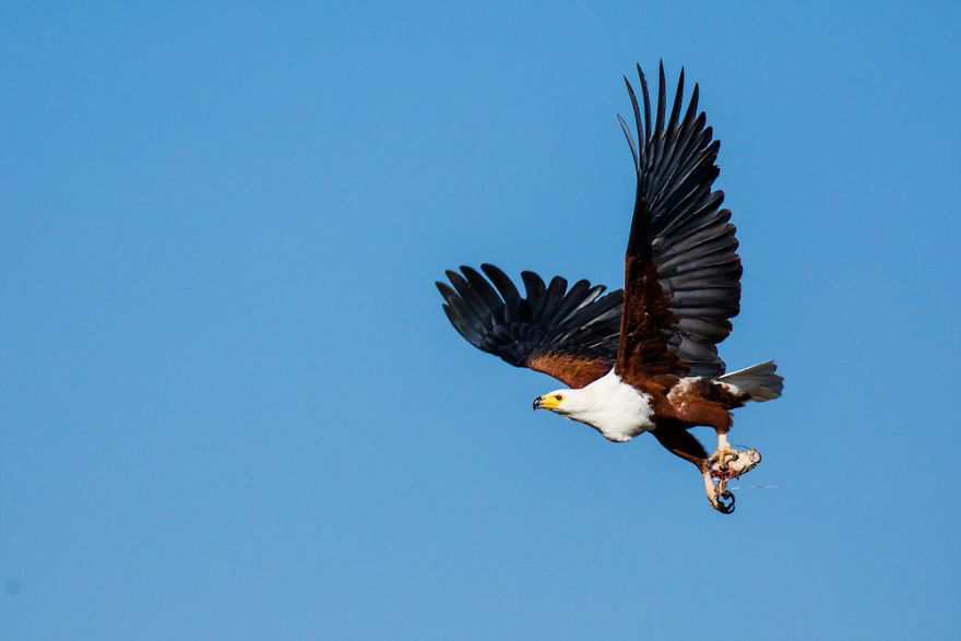 Wildlife-photography-robert-irwin