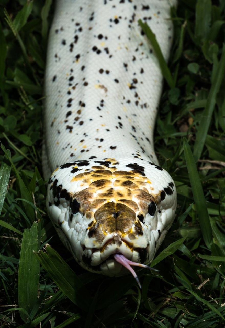 Wildlife-photography-robert-irwin