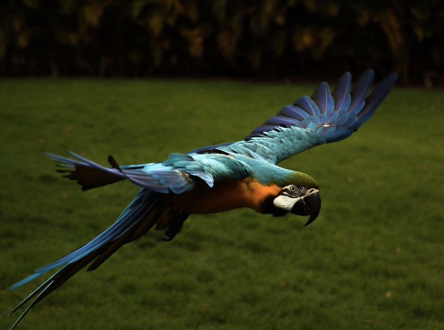 Wildlife-photography-robert-irwin