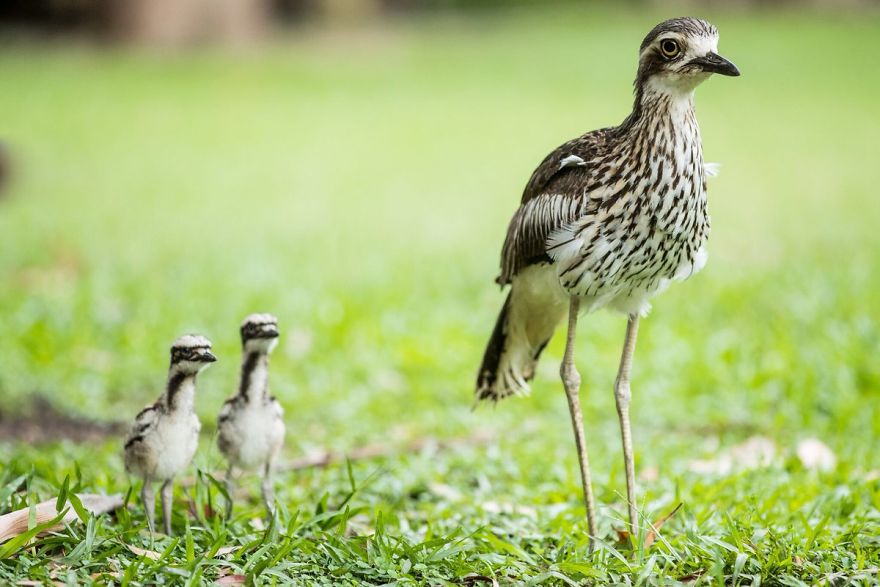 Wildlife-photography-robert-irwin