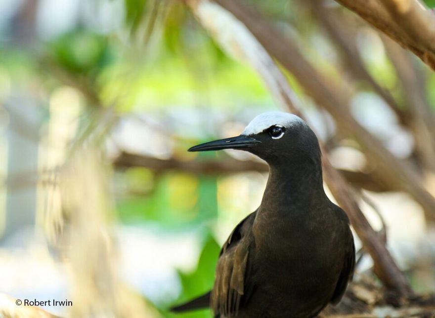 Wildlife-photography-robert-irwin