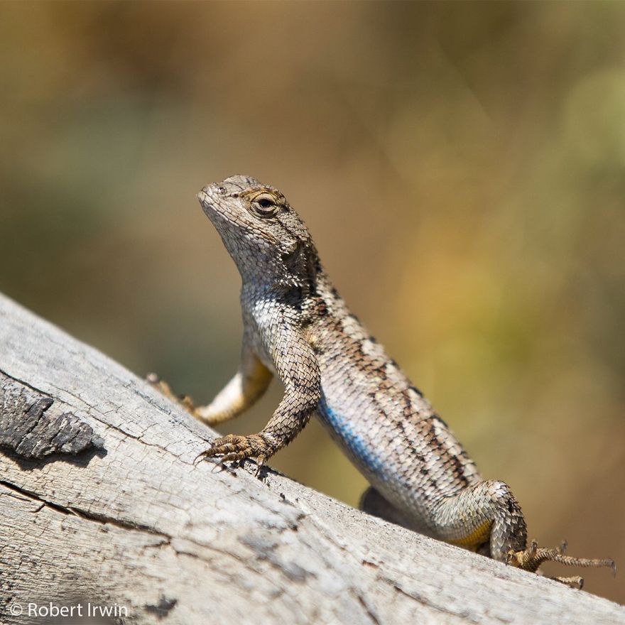 Wildlife-photography-robert-irwin