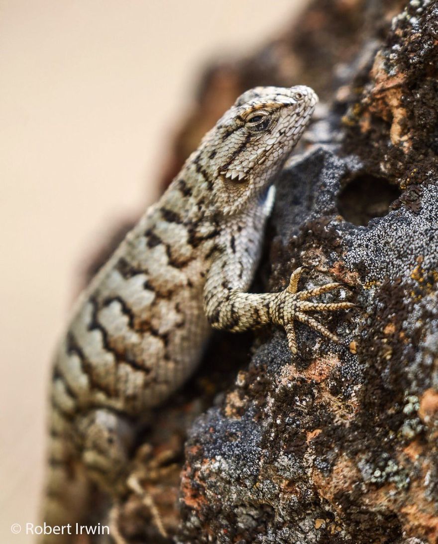 Wildlife-photography-robert-irwin