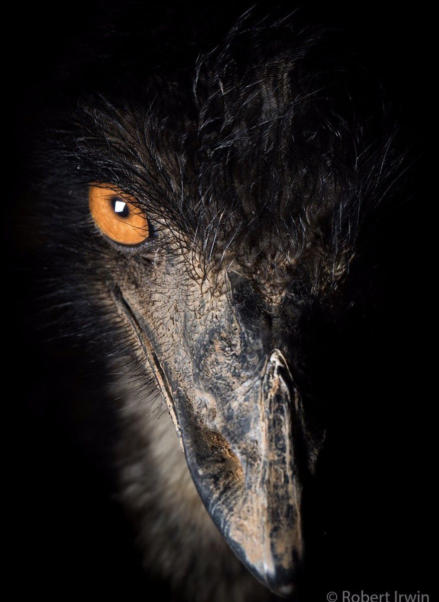 Wildlife-photography-robert-irwin