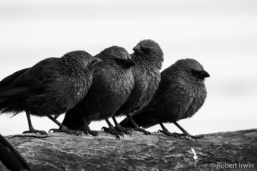 Wildlife-photography-robert-irwin