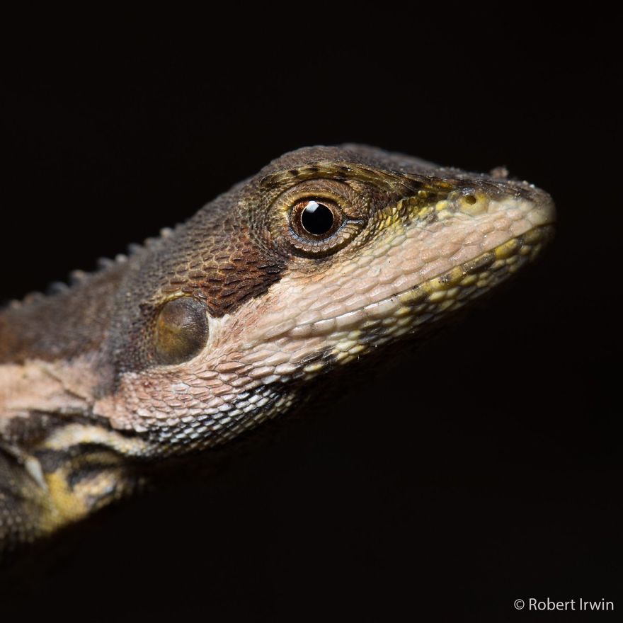 Wildlife-photography-robert-irwin