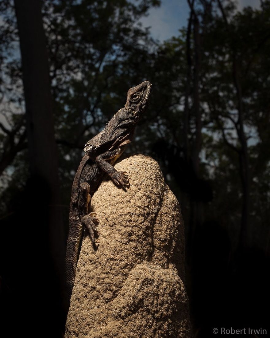 Wildlife-photography-robert-irwin