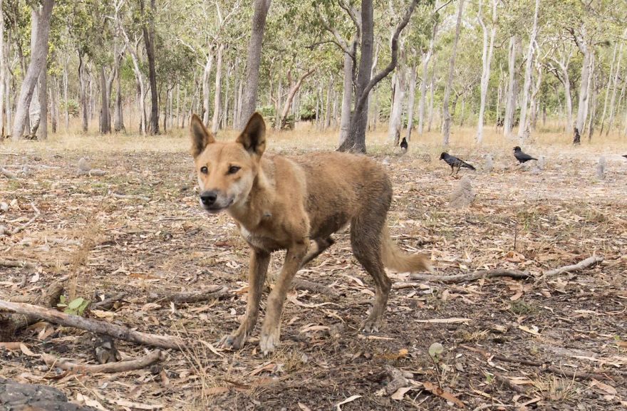Wildlife-photography-robert-irwin