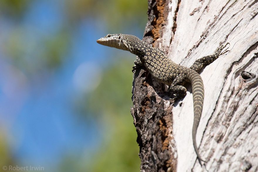 Wildlife-photography-robert-irwin