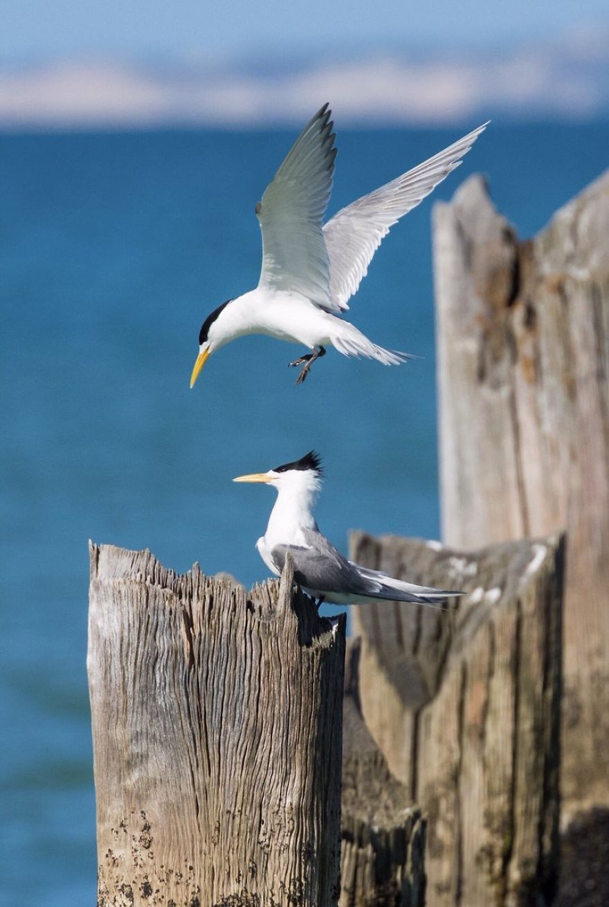 Wildlife-photography-robert-irwin