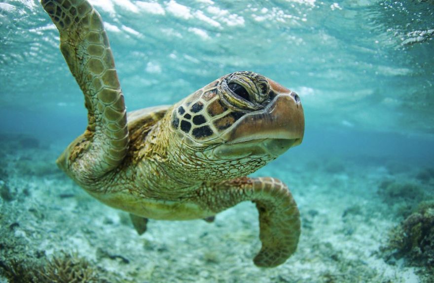 Wildlife-photography-robert-irwin