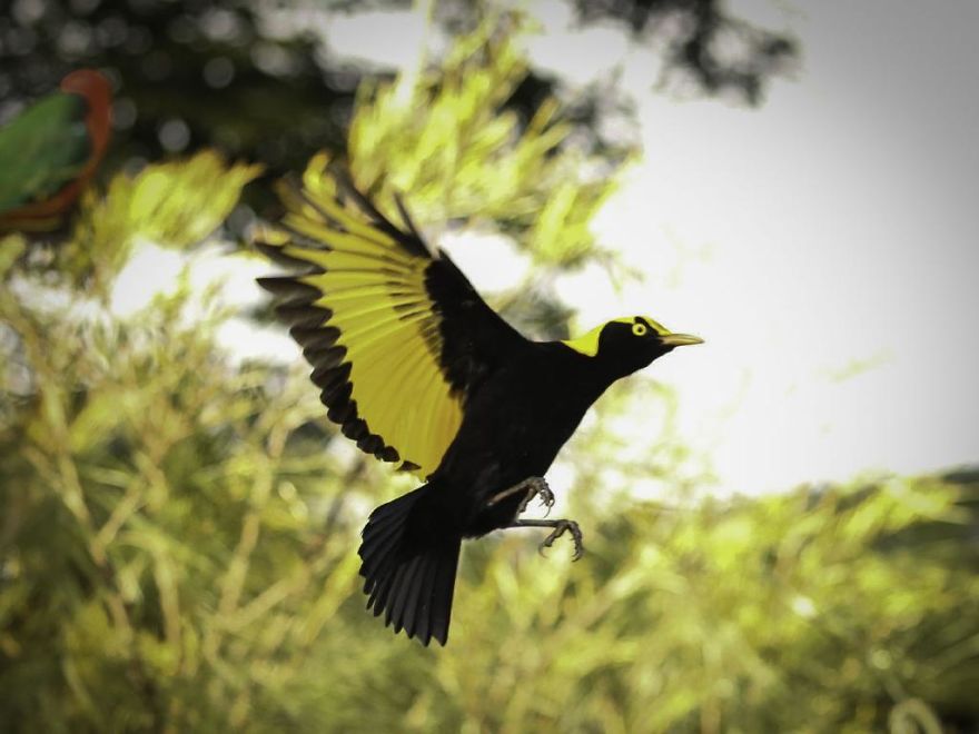 Wildlife-photography-robert-irwin