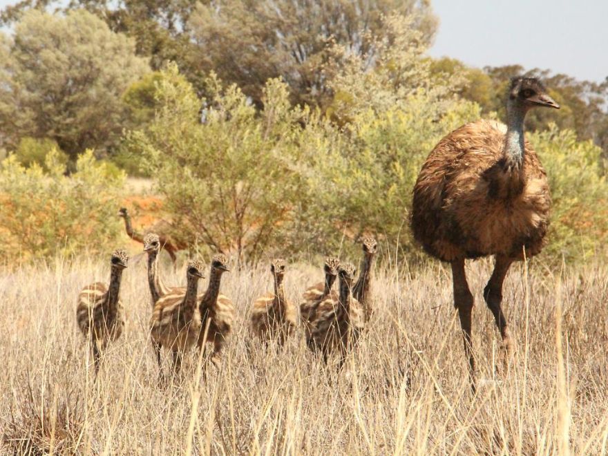 Wildlife-photography-robert-irwin