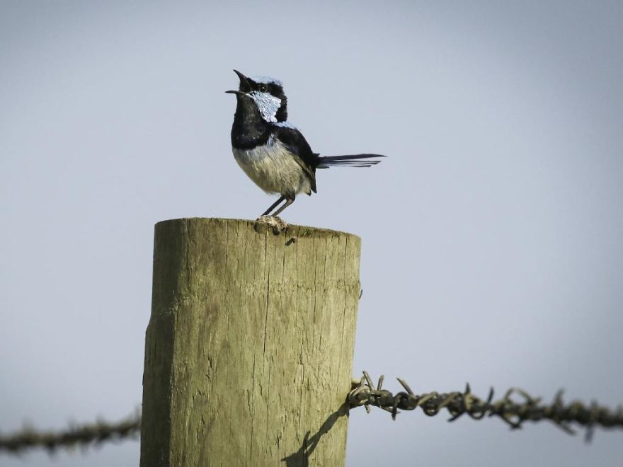 Wildlife-photography-robert-irwin