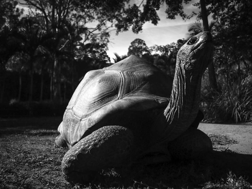 Wildlife-photography-robert-irwin