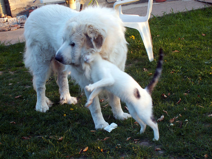 Zapp Being Loved By Baboo..