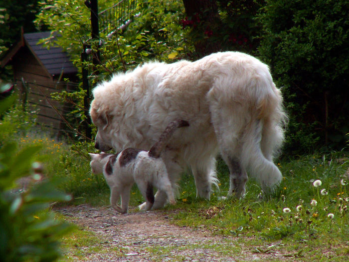 Zapp And Bebe Out For A Stroll..