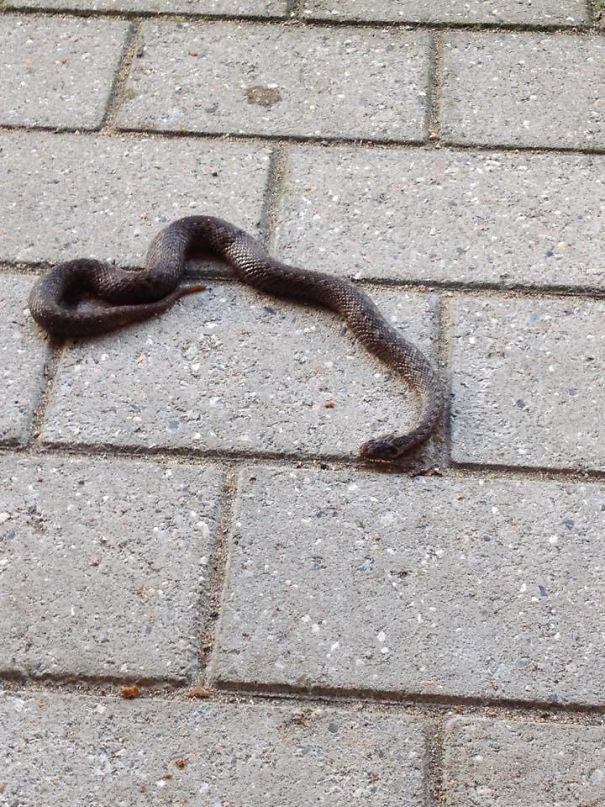 Gift From My Cat...couple Of Years Ago...