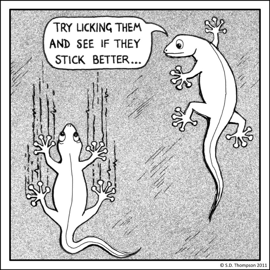 Geckos