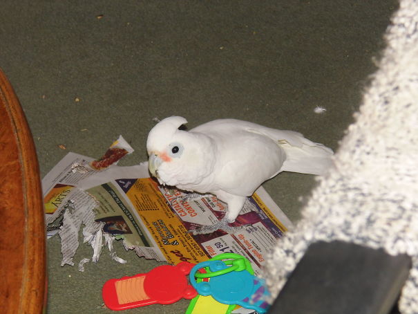 I Am Not Eating The Newspaper Before You Read It Mom.