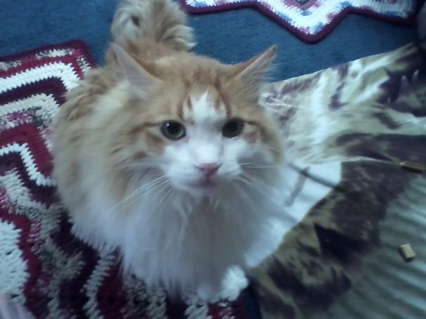 Winston 11 Yrs.#1 Fur Baby!