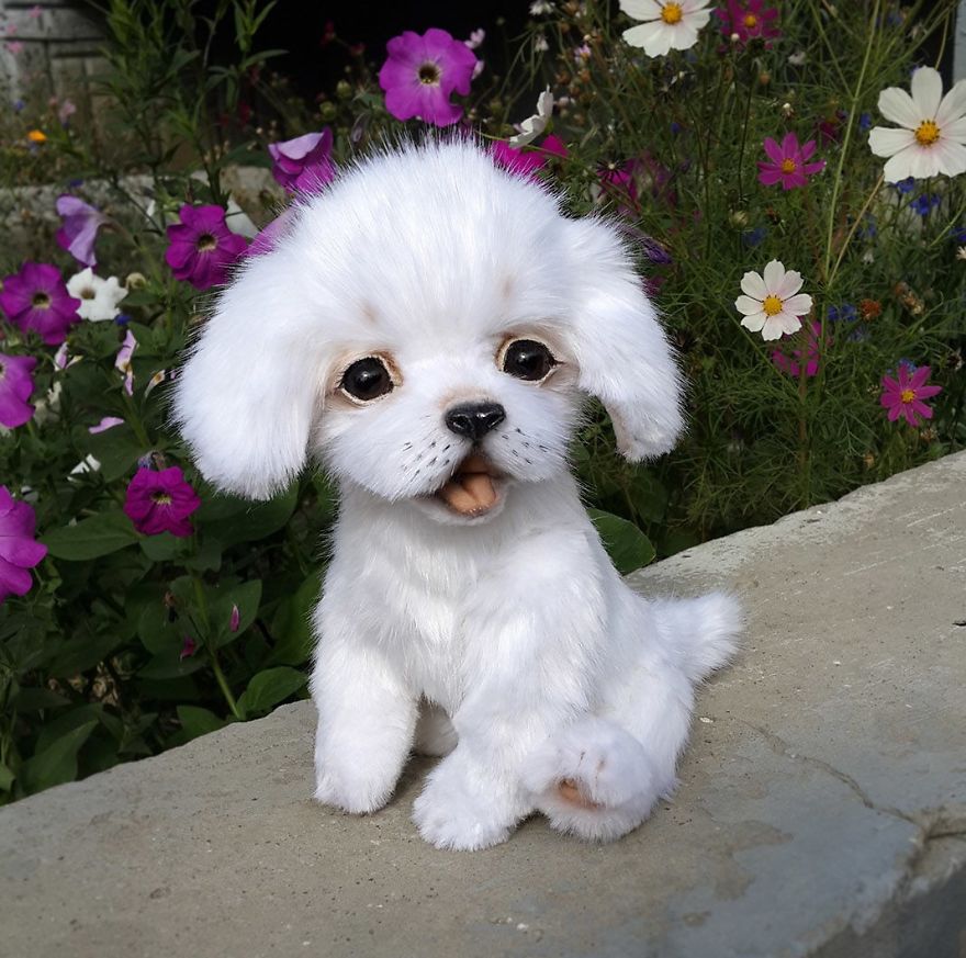 Amazing Warming Tenderness: 20 Furry Puppies, Kittens And Foxcubs Straight From Siberia