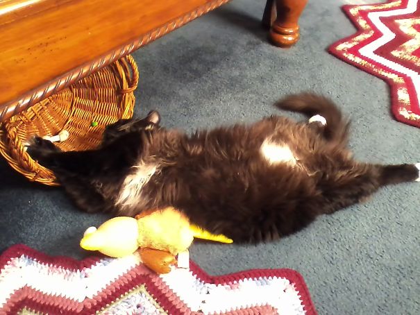 Cooper- My Duckie Tired Me Out And I Don't Fit In My Basket Anymore! #2 Fur Baby!