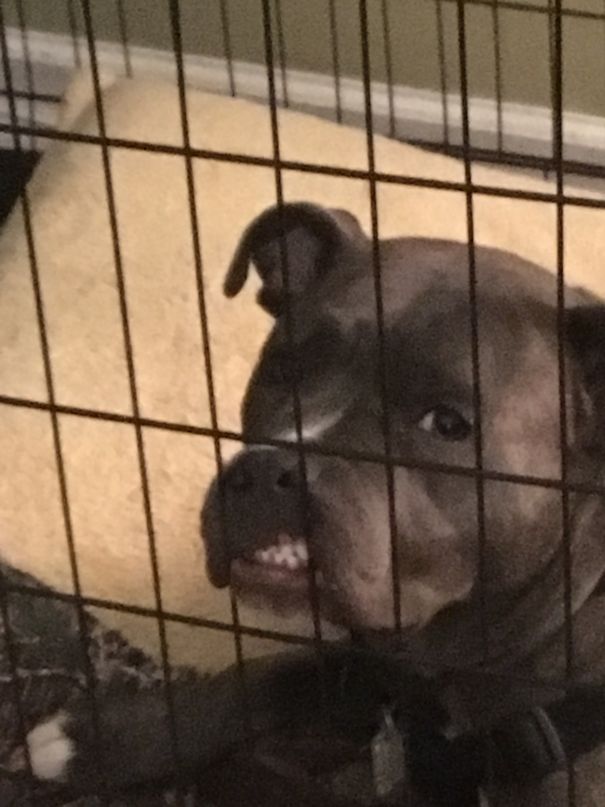 My Dogs Face After We Put Her In Her Crate For Chewing My Favorite Pair Of Heels
