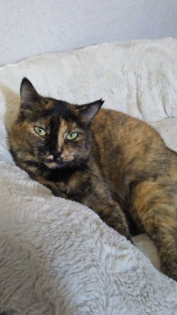 My Bed Now! (At Least She Didn't Pee In The Dog's Bed Like The Other Cat)