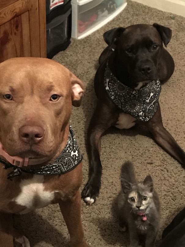 Oh You’re Eating? What Are You Eating? Are You Going To Eat It All? Can We Have A Bite? We’d Really Like A Bite. Please? Please??