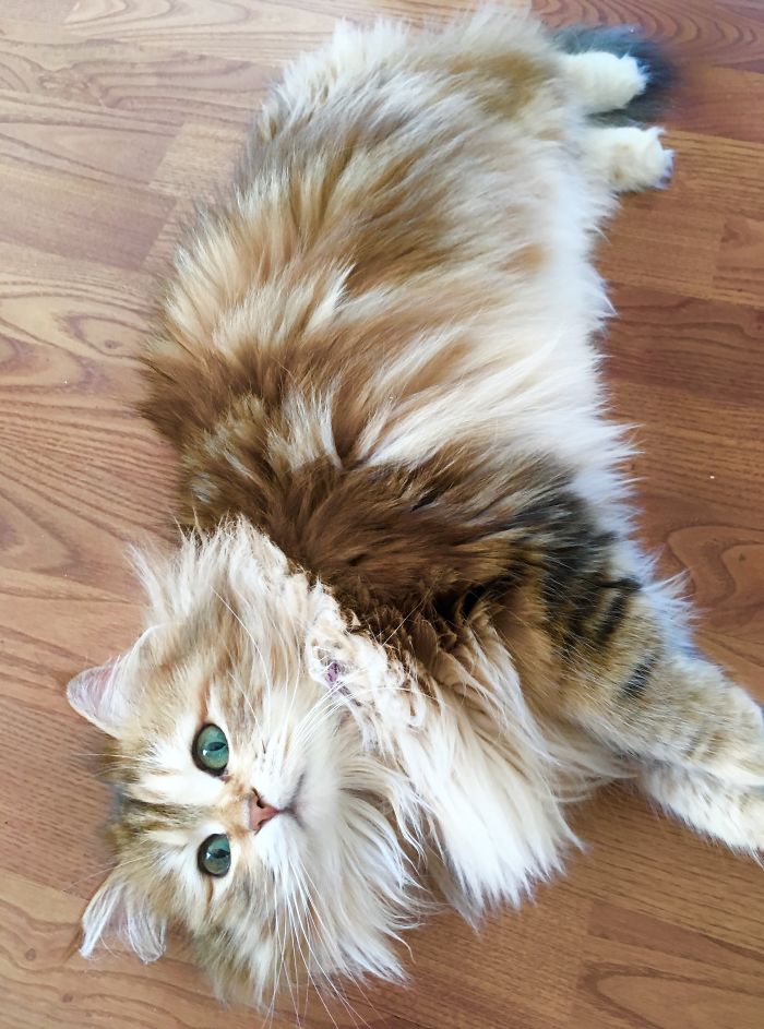 Ambrosia, The Most Beautiful Girl In The World