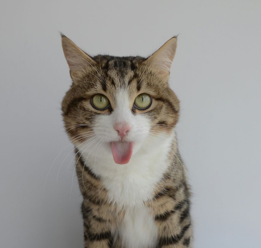 Rexie The Cat-King Of Bleps And Tongue Tricks